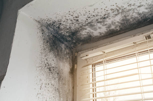 Affordable Mold Removal solutions in Roosevelt, NJ